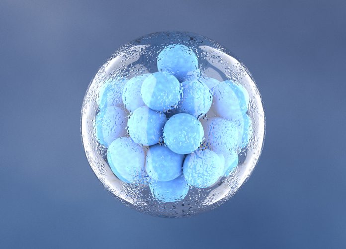 embryo grading