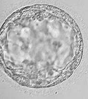 Embryo egg fertilization