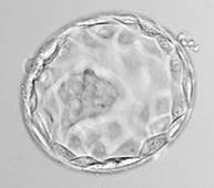 Embryo egg fertilization