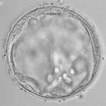 Embryo egg fertilization