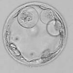 Embryo egg fertilization