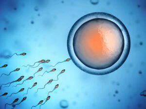 image of Sperm swimming towards a fertile egg