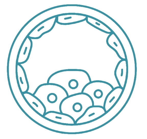 icon for Blastocyst Guarantee